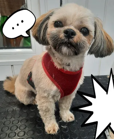 Spa Twojego Pupila Hotel&Spa dla Zwierząt